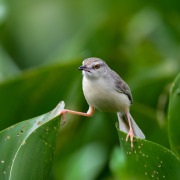 Plain Prinia