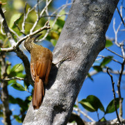 Planalto Woodcreeper