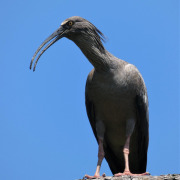 Plumbeous Ibis