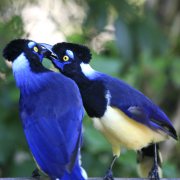 Plush-crested Jay
