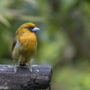 Prong-billed Barbet