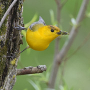 Prothonotary Warbler