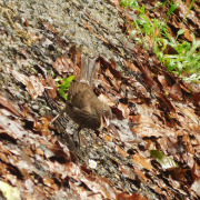 Pearly-eyed Thrasher