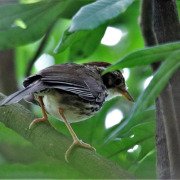 Puff-throated babbler
