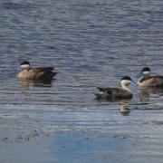 Puna Teal