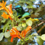 Purple-banded Sunbird