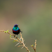 Purple-banded Sunbird