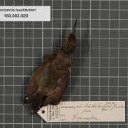 Purple-banded Sunbird