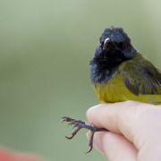 Purple-banded Sunbird
