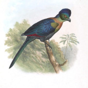 Purple-crested Turaco