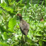 Purple Gallinule