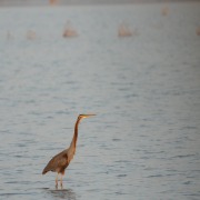 Purple Heron