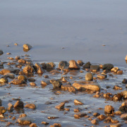 Purple Sandpiper