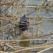 Purple Swamphen