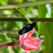 Purple-throated Carib