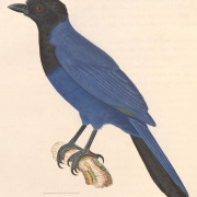 Purplish Jay