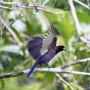 Purplish Jay