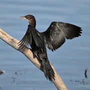 Pygmy Cormorant