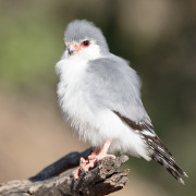 Pygmy Falcon