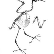 Raggiana Bird-of-Paradise