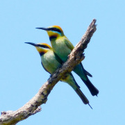 Rainbow Bee-eater