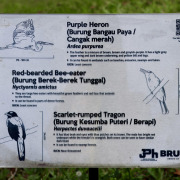 Red-bearded Bee-eater