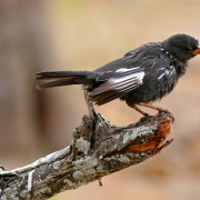 Red-billed Buffalo Weaver