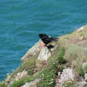 Red-billed Chough