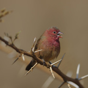 Red-billed Firefinch
