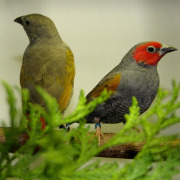 Red-billed Firefinch