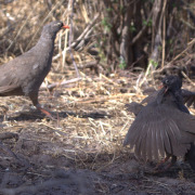 Red-billed spurfowl