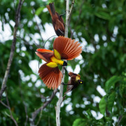 Red Bird-of-Paradise