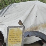 Red-breasted Flycatcher