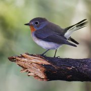 Red-breasted Flycatcher