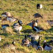 Red-breasted Goose