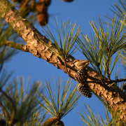 Red-breasted Nuthatch