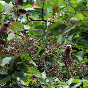Red-breasted Parakeet