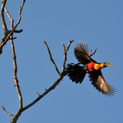 Red-breasted Toucan