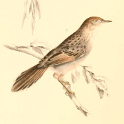 Grey-backed Cisticola