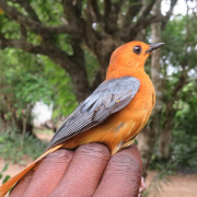 Red-capped Robin-Chat