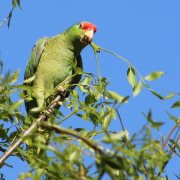 Red-crowned Amazon