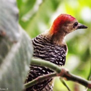 Red-crowned Woodpecker