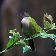 Red-eyed Bulbul