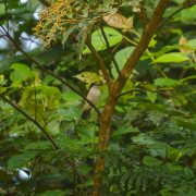 Red-eyed Puffback
