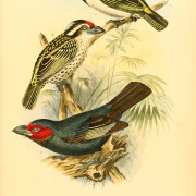 Red-faced Barbet