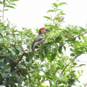 Red-faced Barbet