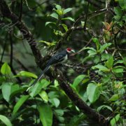 Red-faced Malkoha