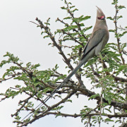 Red-faced Mousebird