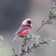 Red-faced Warbler