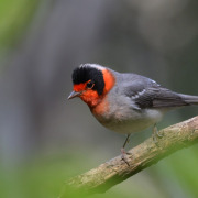 Red-faced Warbler